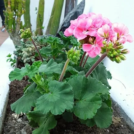 Apartment Tarinuzza Lipari (Isola Lipari)