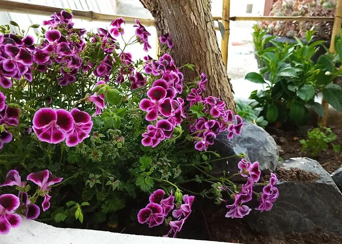 Διαμέρισμα Tarinuzza