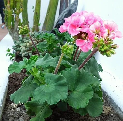 Apartmán Tarinuzza Lipari (Isola Lipari)